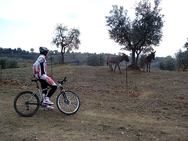 Lake Corbara and the woods of Monte Peglia