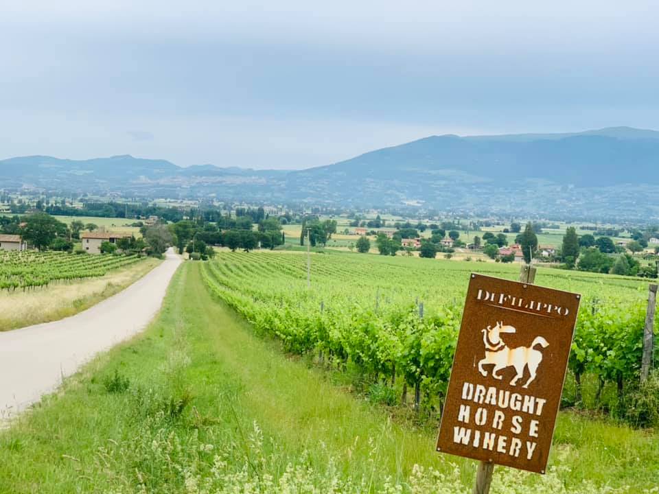 Itinerario Bike- Torgiano - Cannara